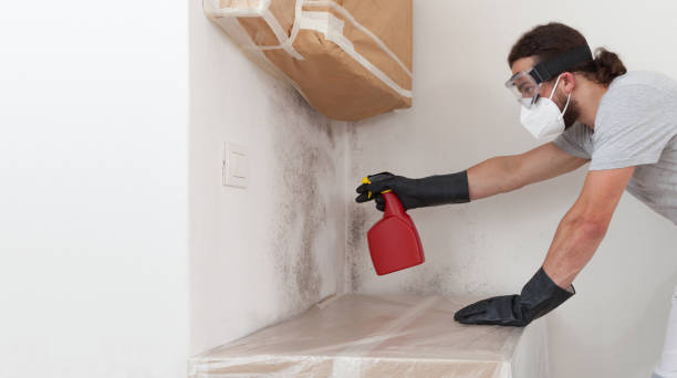 Basement Mold Remediation treatment on basement walls in Elizabethville